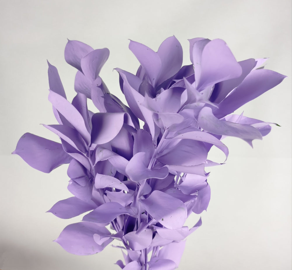 Ruscus Painted Mix (Imported) - Mix