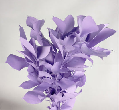 Ruscus Painted Mix (Imported) - Mix