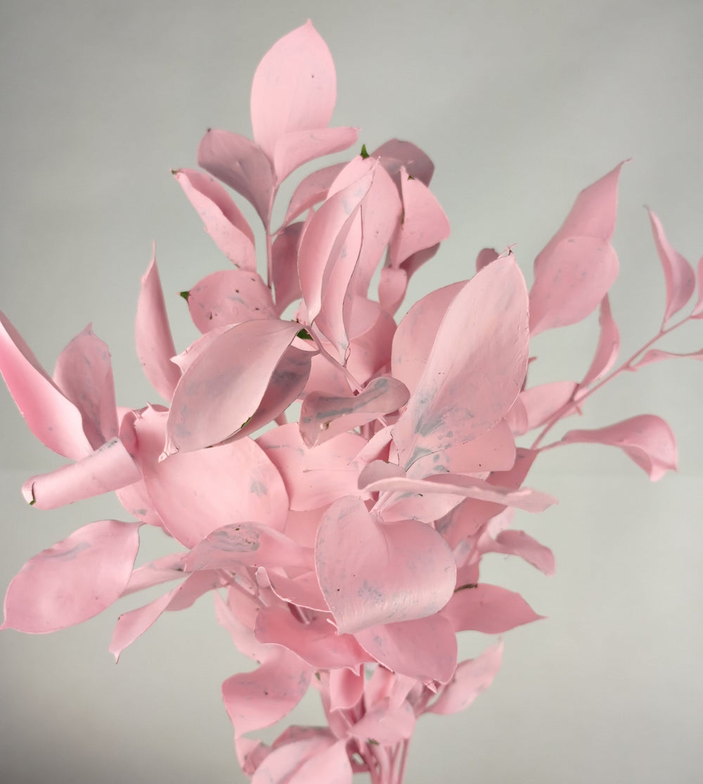 Ruscus Painted Mix (Imported) - Mix