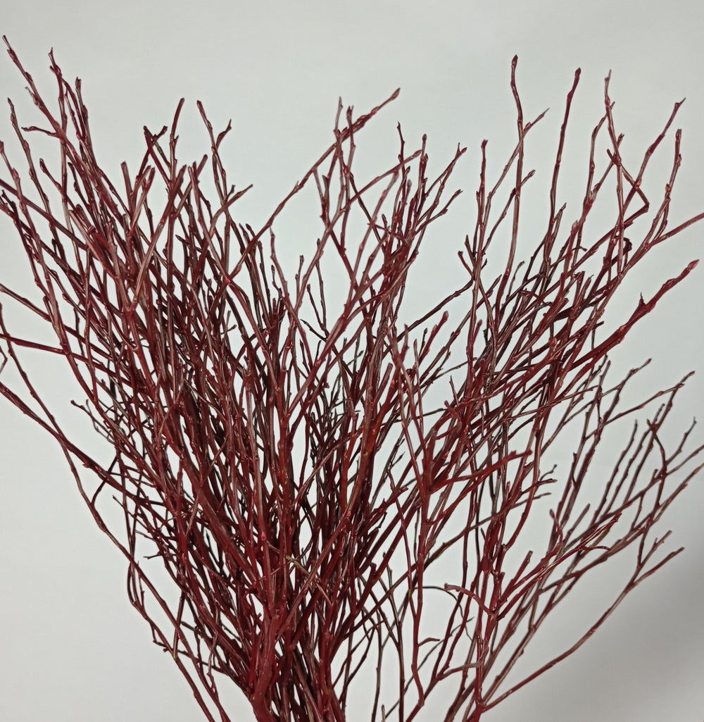 Vaccinium Painted Mix