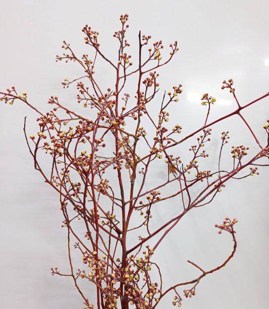 Common Alstonia Mix - Yellow Brownish