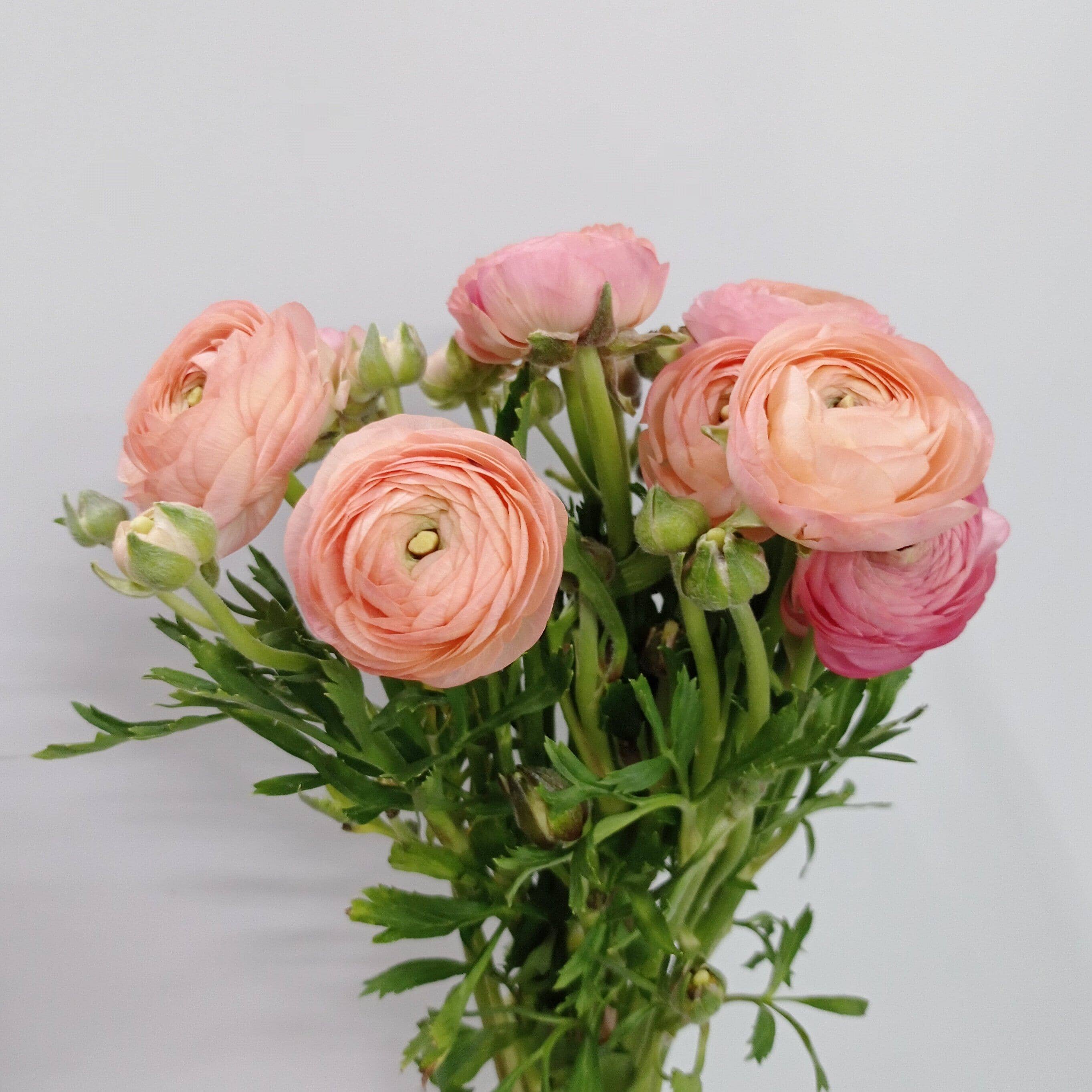 Peach Ranunuculus Ranunculus (Imported) - Peach | Floristika Bangsar
