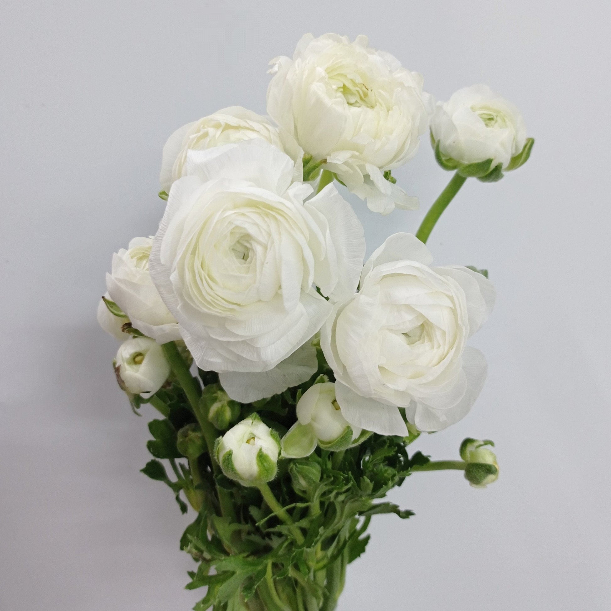 Ranunculus (Imported) - White | Floristika Bangsar – Floristika.com.my