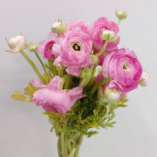 Ranunculus (Imported) - Pink
