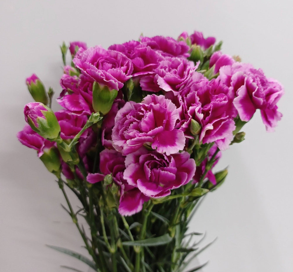 Mother's Day Spray Carnation - 2 Tone Purple White (18-20 Stems)