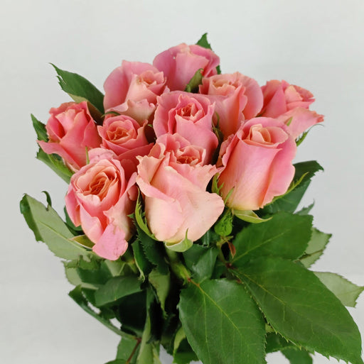 Rose 40cm (Imported) - 2 Tone Pink Peach