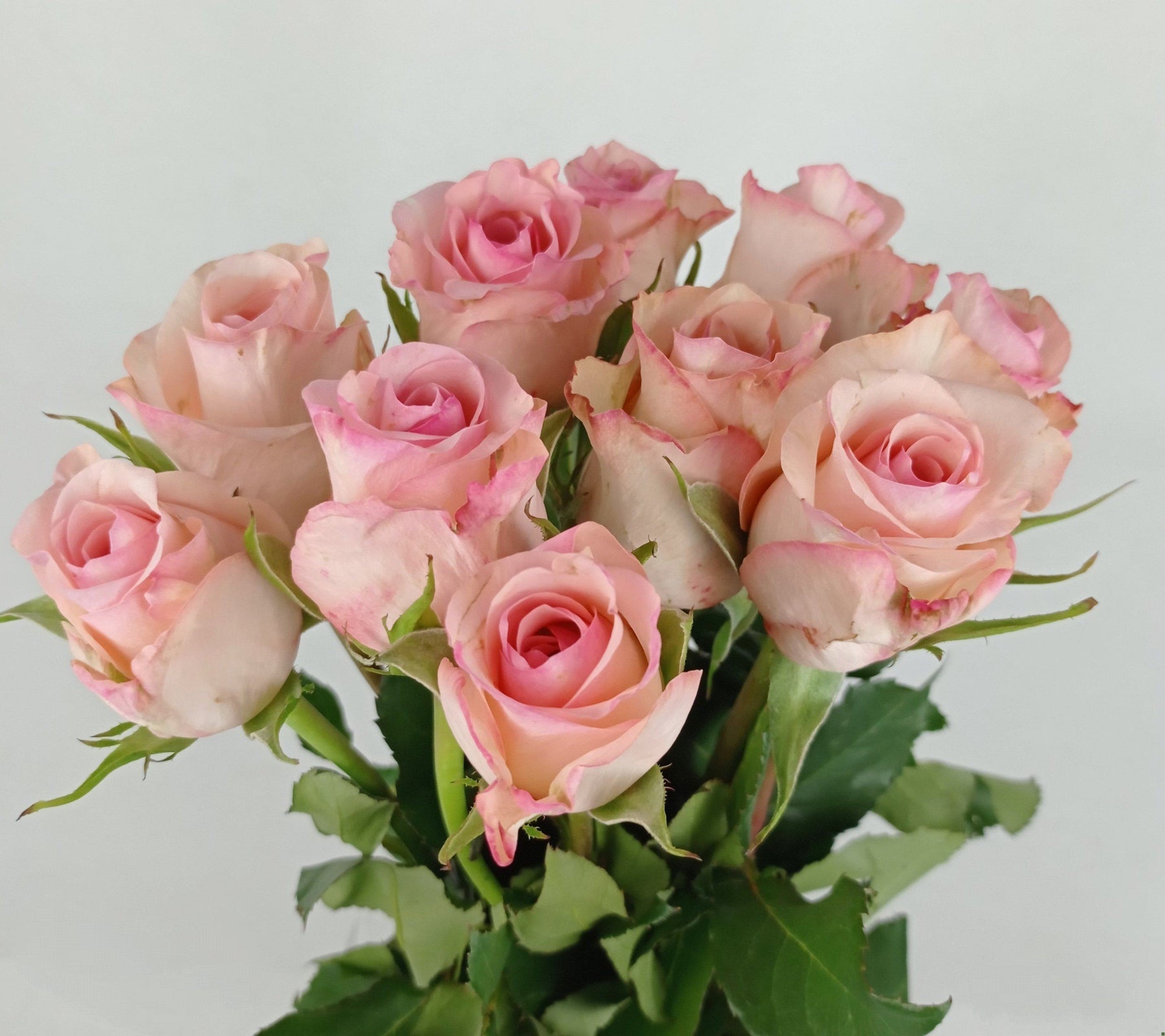 Rose 50cm (Imported) - 2 Tone Pink