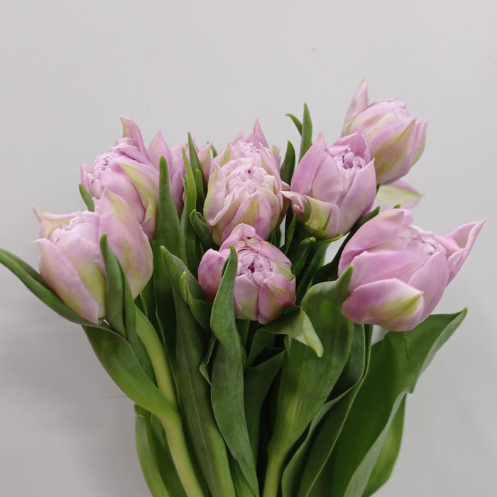 Tulip Double Kantika (Imported) - Light Purple