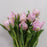 Fully Bloom Tulip (Imported) - Mix [Clearance Stock]
