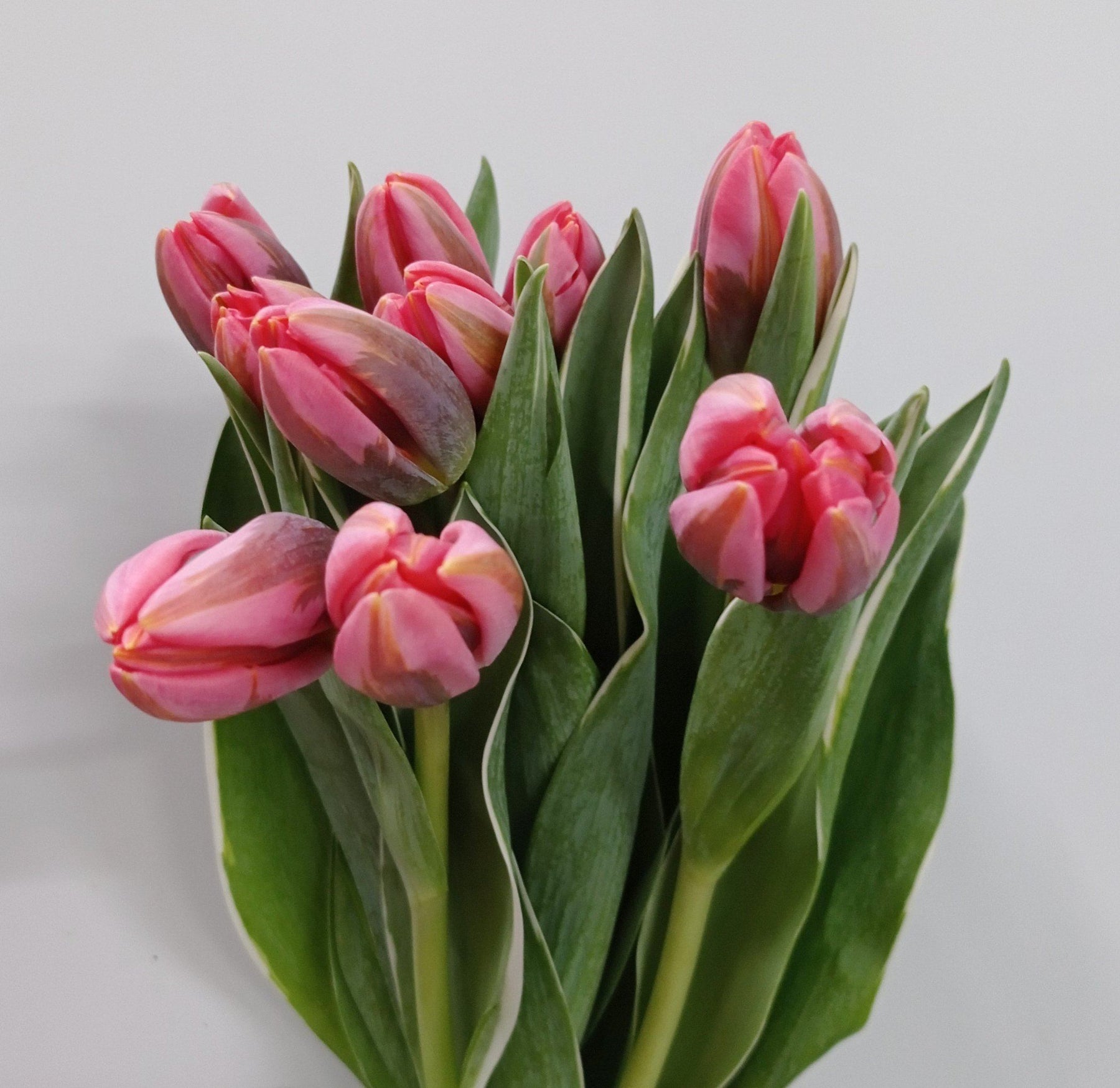 Tulip Double Petal (Imported) - Sweet Pink