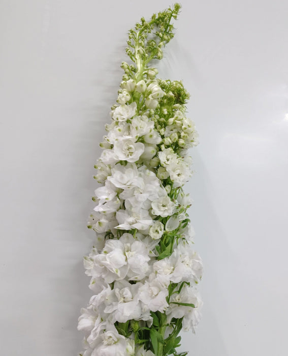 Delphinium Belladonna (Imported) - White