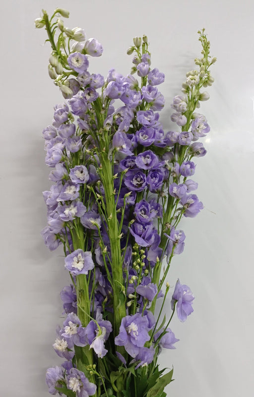 Delphinium Belladonna (Imported) - Lilac