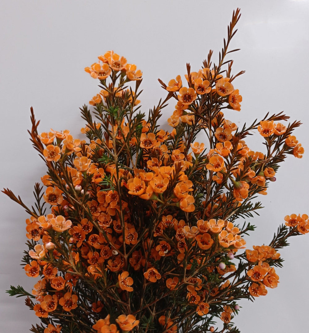 Wax Flower   - Orange