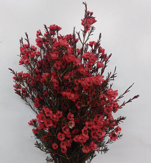 Wax Flower (Imported) - Red