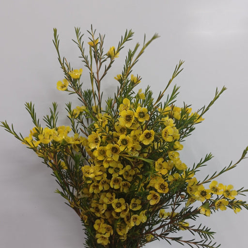 Wax Flower (Imported) - Yellow