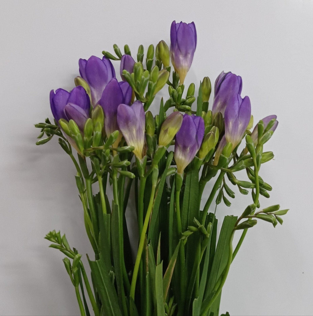 Freesia - Purple