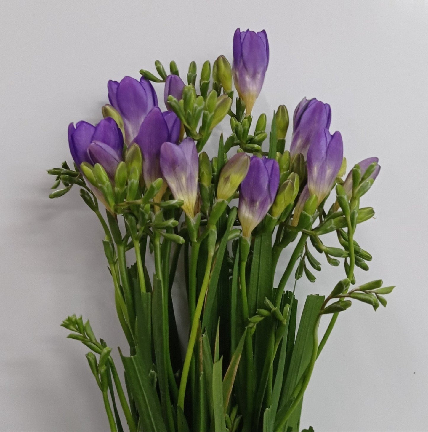Freesia - Purple