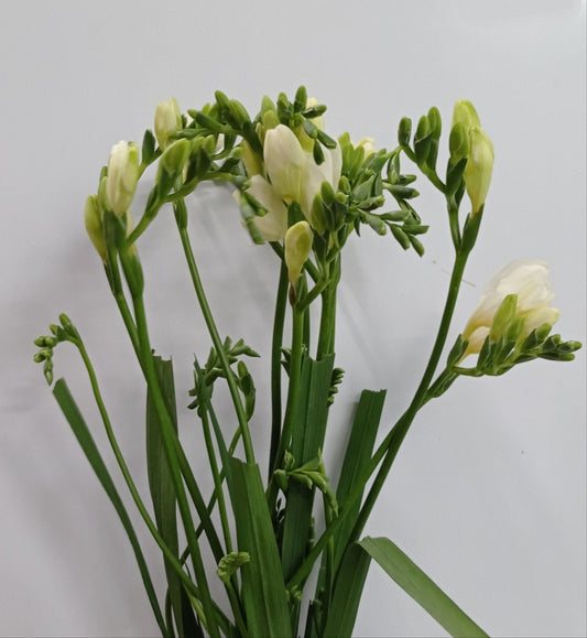 Freesia - White