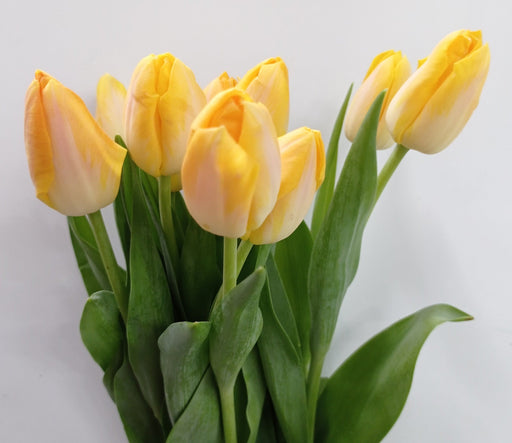 Tulip (Imported) - 2 Tone Yellow