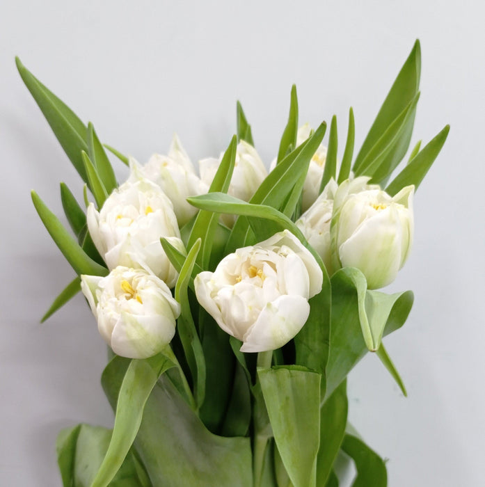 Tulip Double Petal (Imported) - White