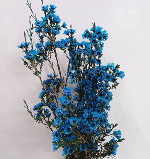 Wax Flower (Imported) - Blue