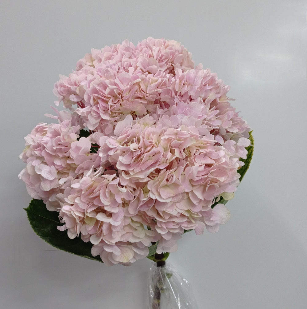 Hydrangea - Light Pink