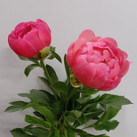 Peony Coral Sunset - Pink/Orange (3 Stems)