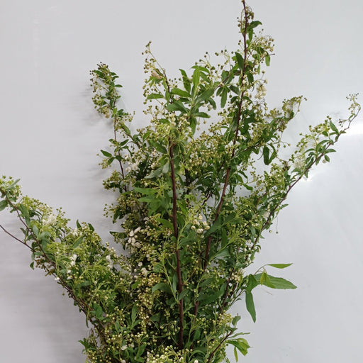 Bridal Wreath Spirea (Imported) - Green White