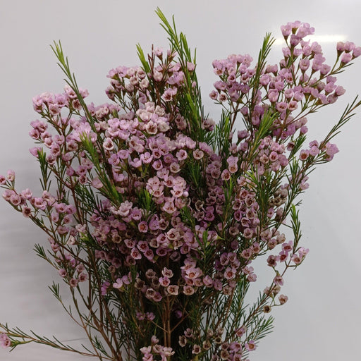 Wax Flower (Imported) - Light Pink