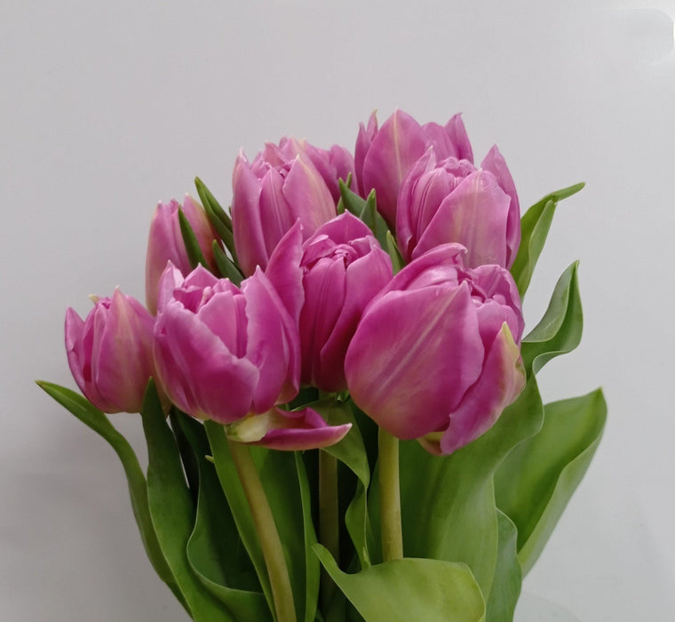 Tulip Double Petal (Imported) - Purple
