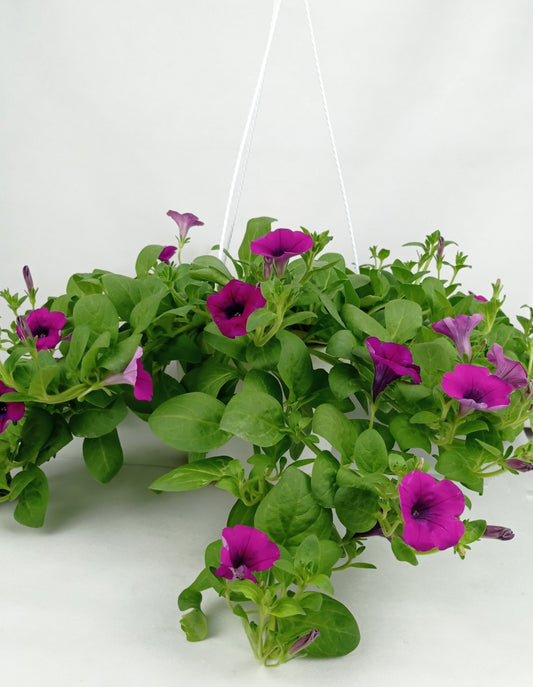 Pot Petunia Mix  - Mix