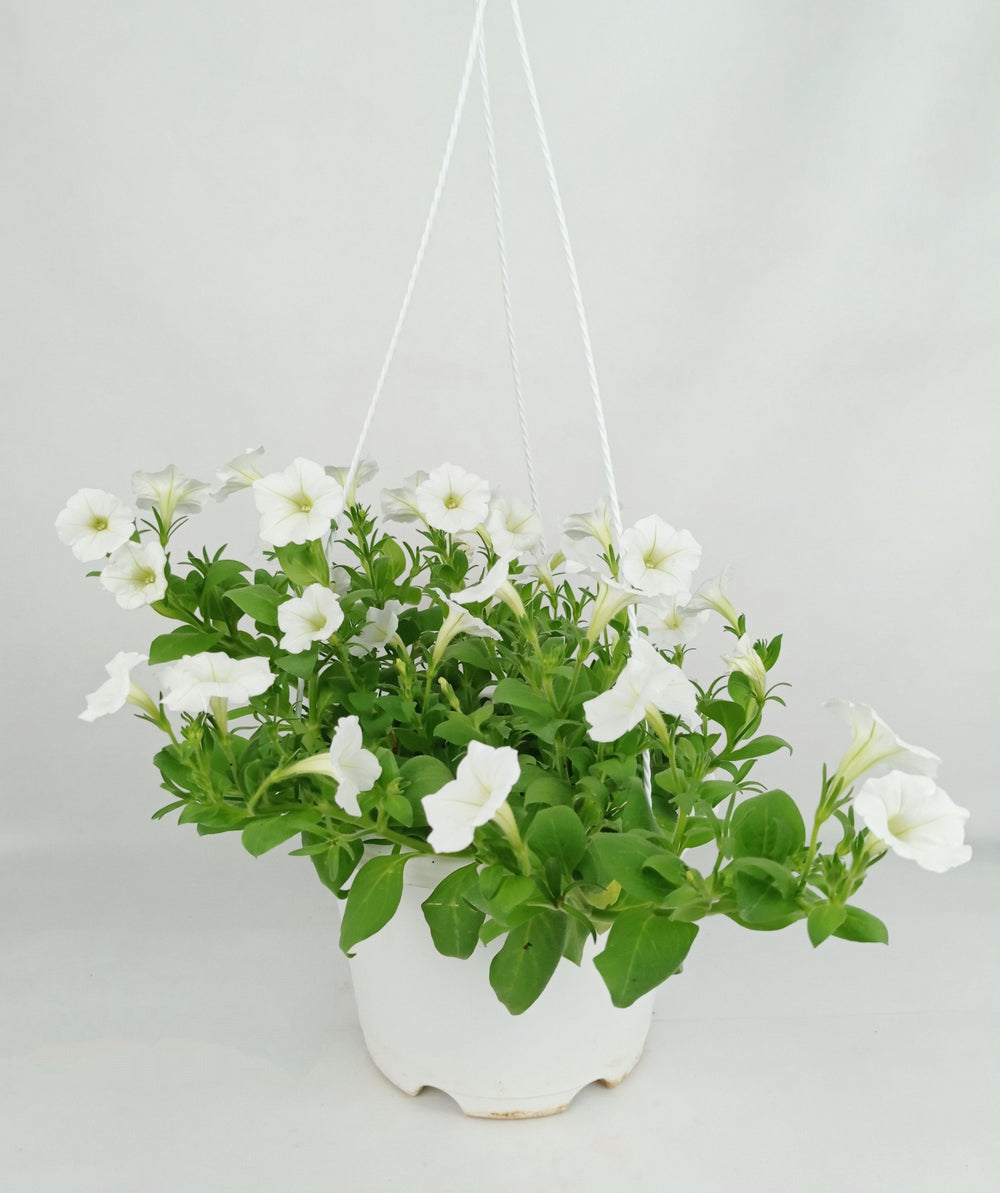 Pot Petunia Mix  - Mix