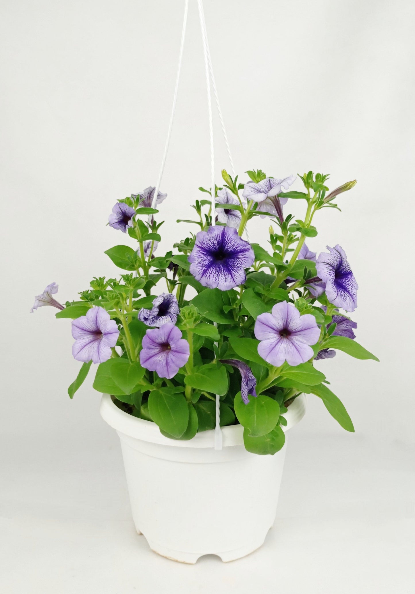 Pot Petunia Mix  - Mix