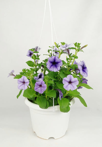 Pot Petunia Mix  - Mix