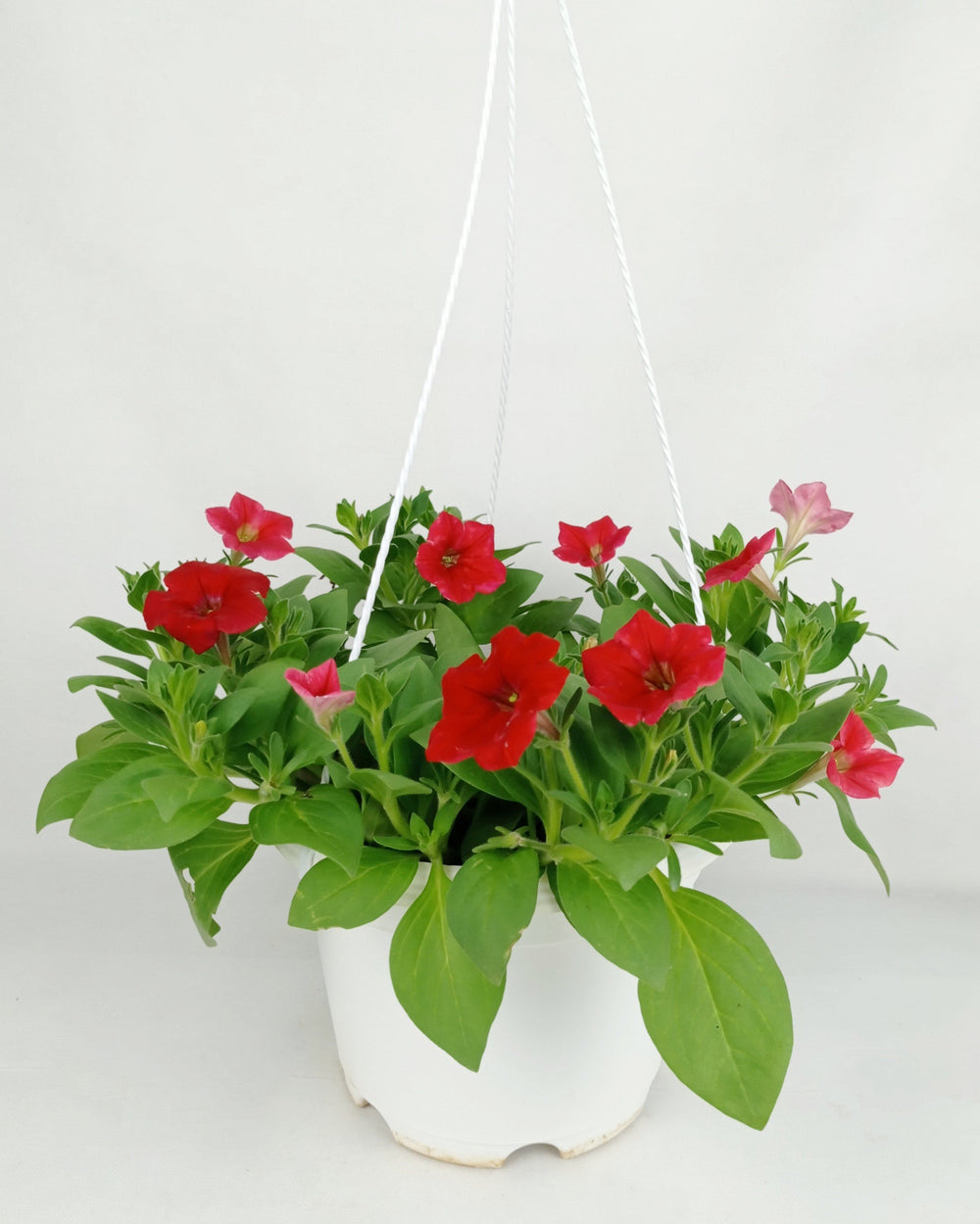 Pot Petunia Mix  - Mix