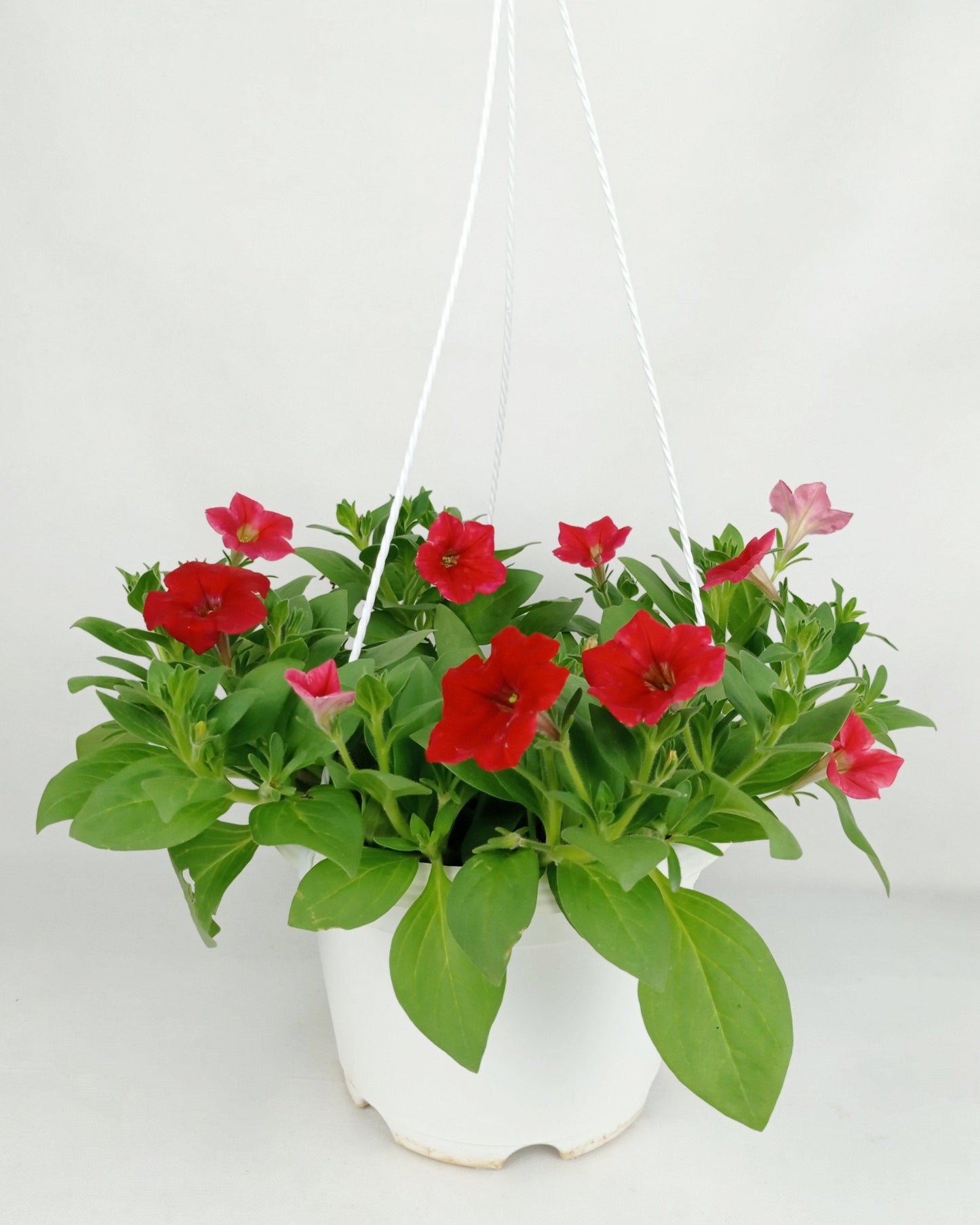 Pot Petunia Mix  - Mix