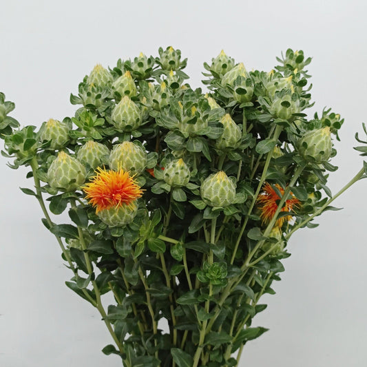 Carthamus Tinctorius - Orange