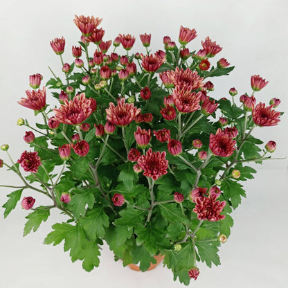 Chrysanthemum (S) - P150