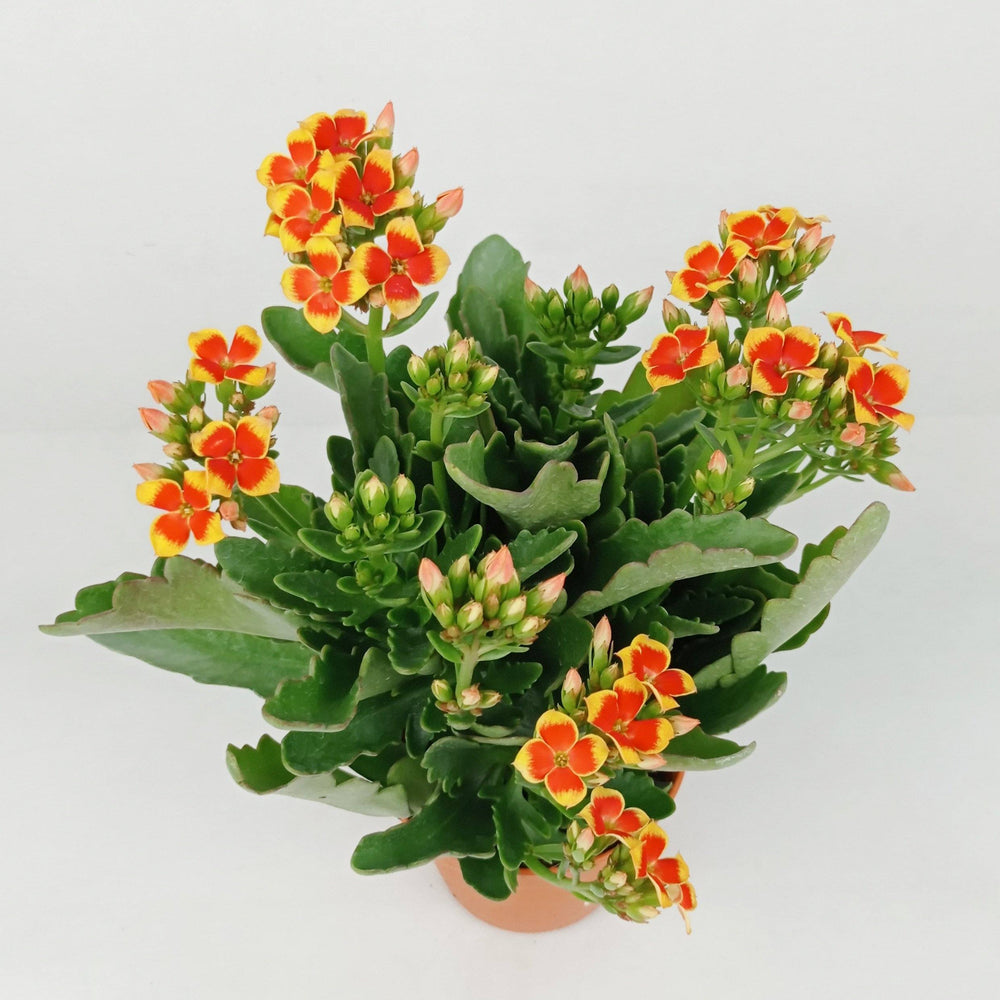 Kalanchoe - P120