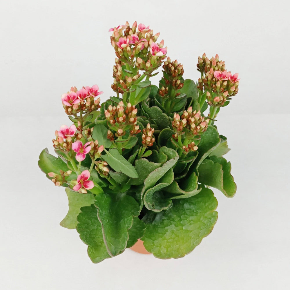 Kalanchoe - P120