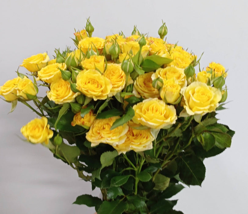 Spray Rose (Imported) - Yellow