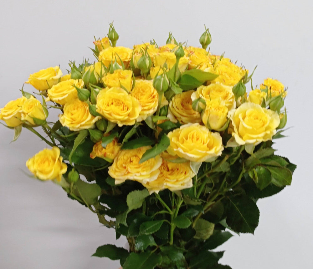 Fully Bloom Rose Spray - Mix [Clearance Stock]