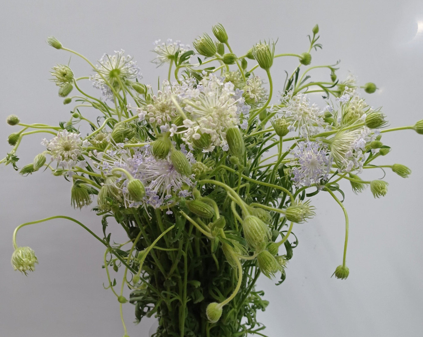 Fully Bloom Trachymene (Imported) - Mix [Clearance Stock]