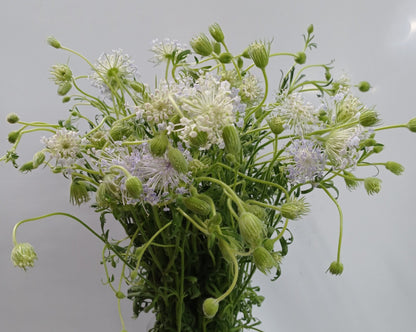 Fully Bloom Trachymene (Imported) - Mix [Clearance Stock]