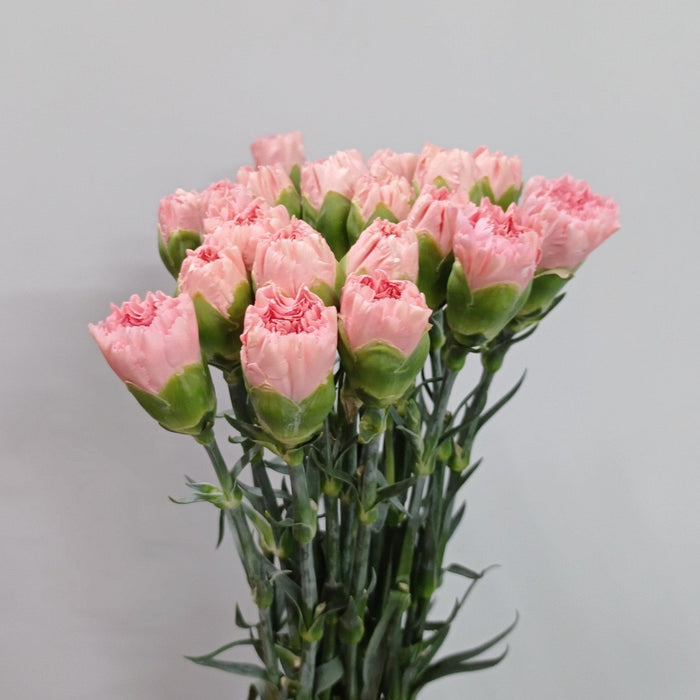 Carnations (Imported) - Light Pink