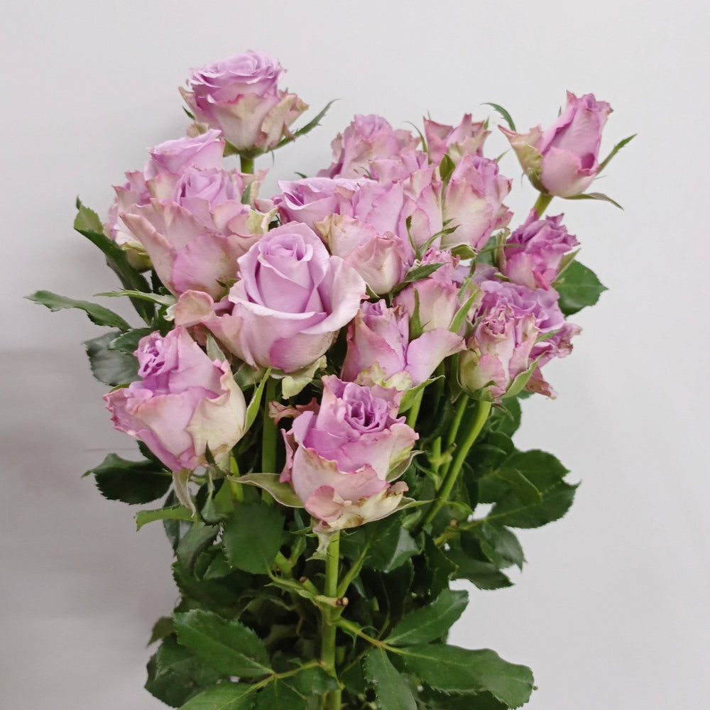 Fully Bloom Rose Spray - Mix [Clearance Stock]