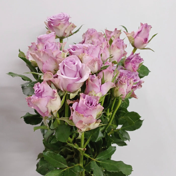 Fully Bloom Rose Spray (Imported) - Mix [Clearance Stock]