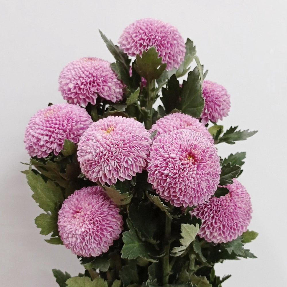 Mum Ping Pong - Purple