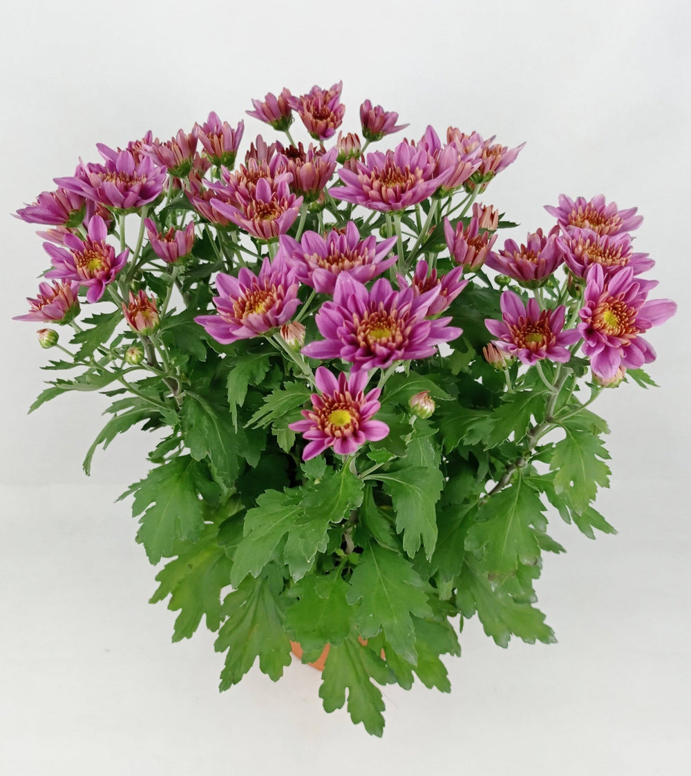 Chrysanthemum (S) - P150