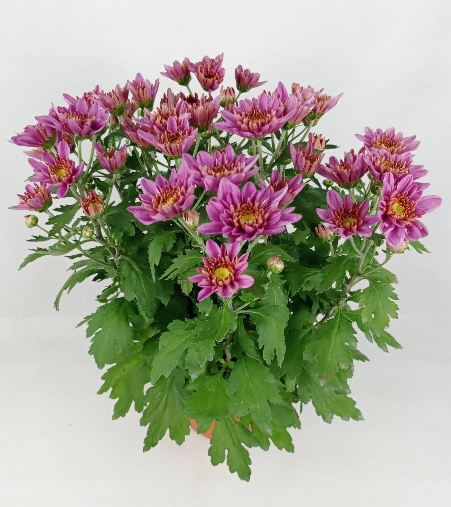 Chrysanthemum (S) - P150